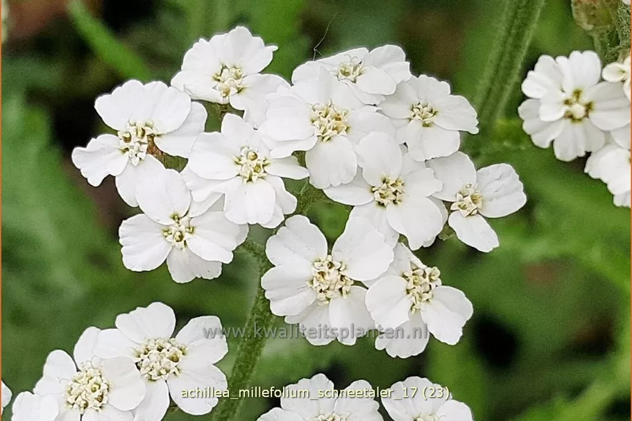 Achillea millefolium 'Schneetaler'