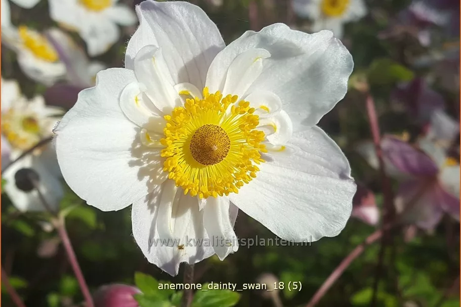Anemone japonica 'Dainty Swan'