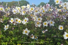 Anemone japonica 'Dainty Swan'