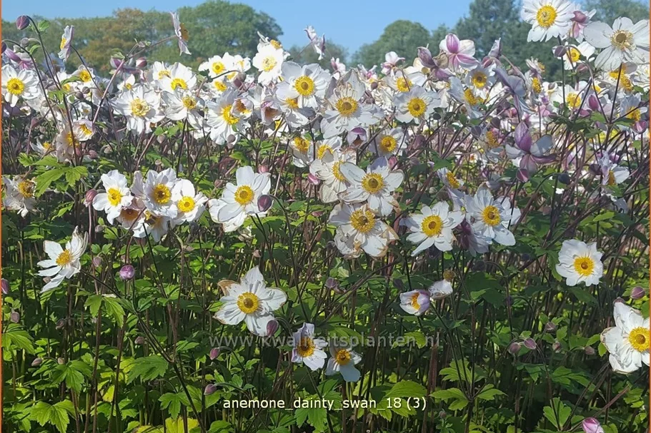 Anemone japonica 'Dainty Swan'