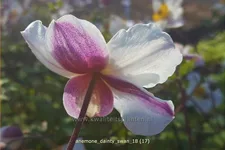 Anemone japonica 'Dainty Swan'