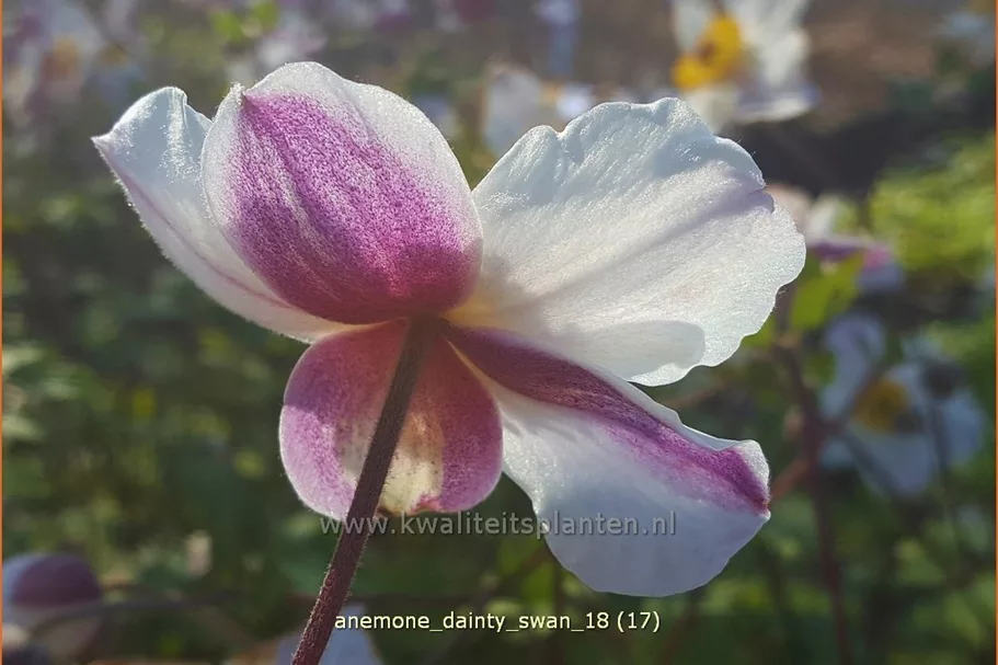 Anemone japonica 'Dainty Swan'