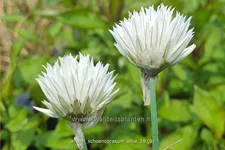 Allium schoenoprasum 'Elbe'