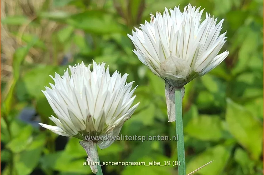 Allium schoenoprasum 'Elbe'