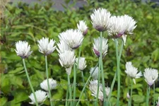 Allium schoenoprasum 'Elbe'
