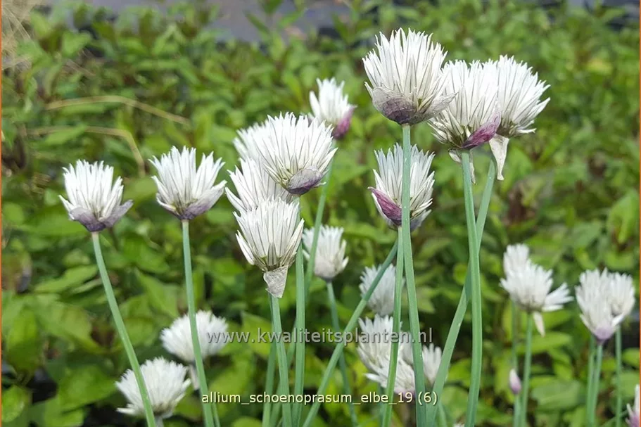 Allium schoenoprasum 'Elbe'