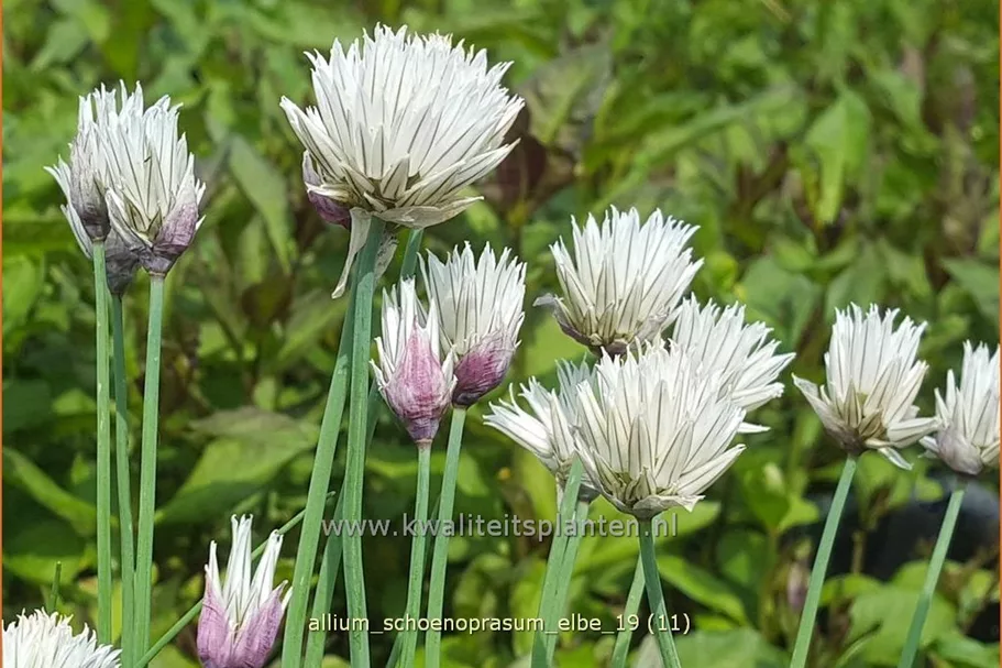 Allium schoenoprasum 'Elbe'