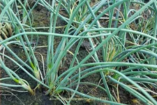 Allium schoenoprasum 'Elbe'