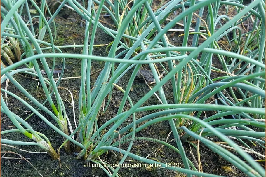 Allium schoenoprasum 'Elbe'