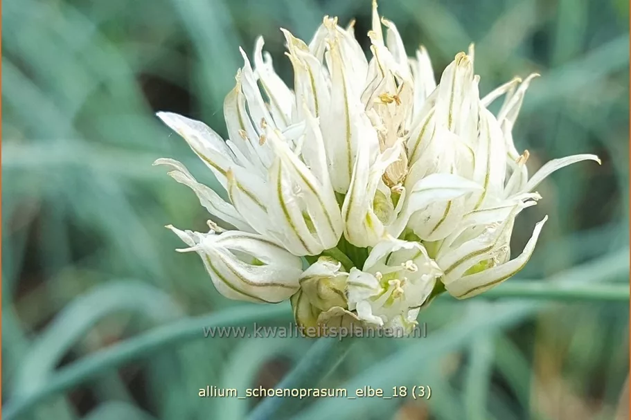 Allium schoenoprasum 'Elbe'