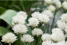 Allium schoenoprasum 'Elbe'