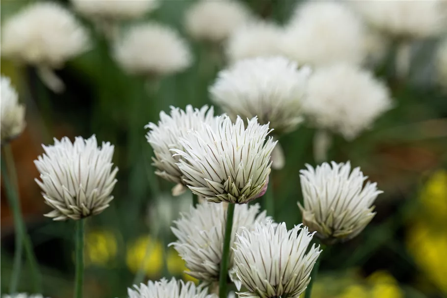 Allium schoenoprasum 'Elbe'