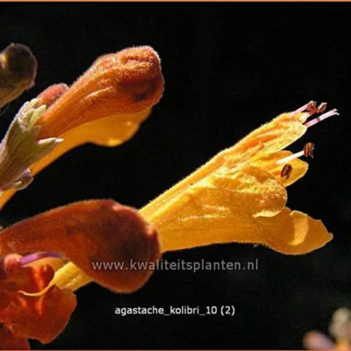 Agastache 'Kolibri'