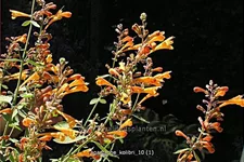 Agastache 'Kolibri'