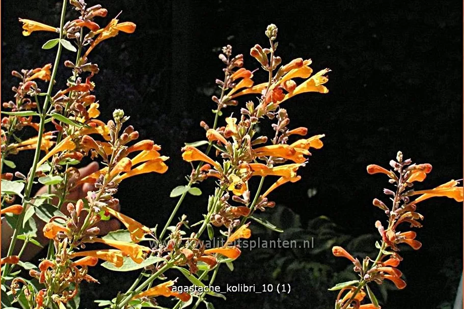 Agastache 'Kolibri'