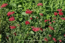Achillea millefolium 'Summerwine'