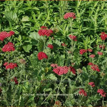 Achillea millefolium 'Summerwine'