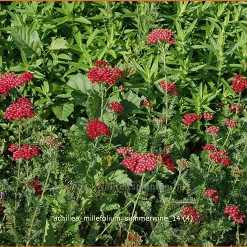 Achillea millefolium 'Summerwine'