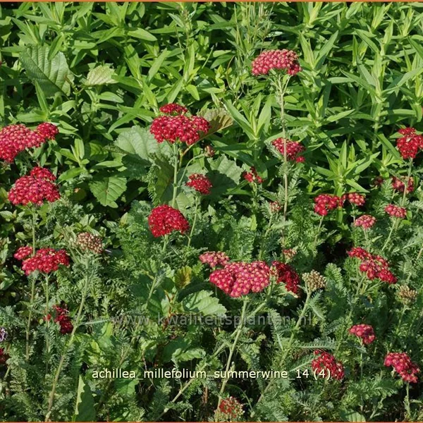 Achillea millefolium 'Summerwine'