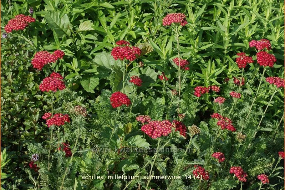 Achillea millefolium 'Summerwine'