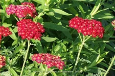 Achillea millefolium 'Summerwine'