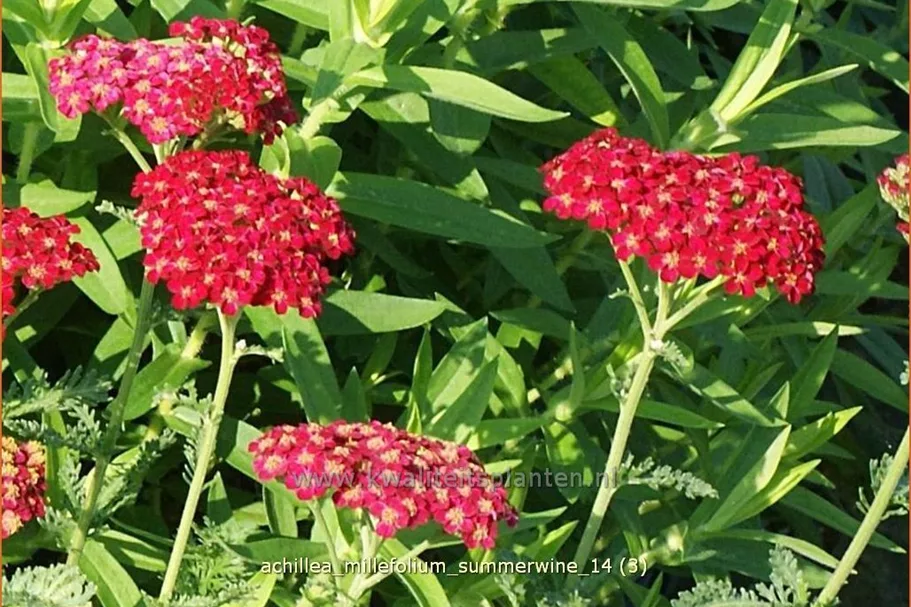 Achillea millefolium 'Summerwine'