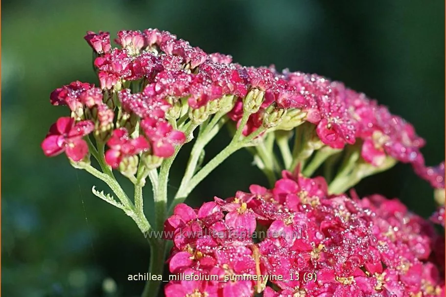 Achillea millefolium 'Summerwine'
