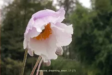 Anemone japonica 'Dreaming Swan'