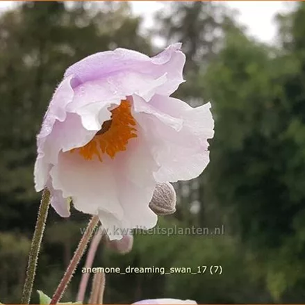 Anemone japonica 'Dreaming Swan'