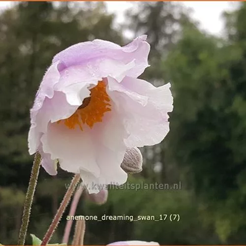 Anemone japonica 'Dreaming Swan'