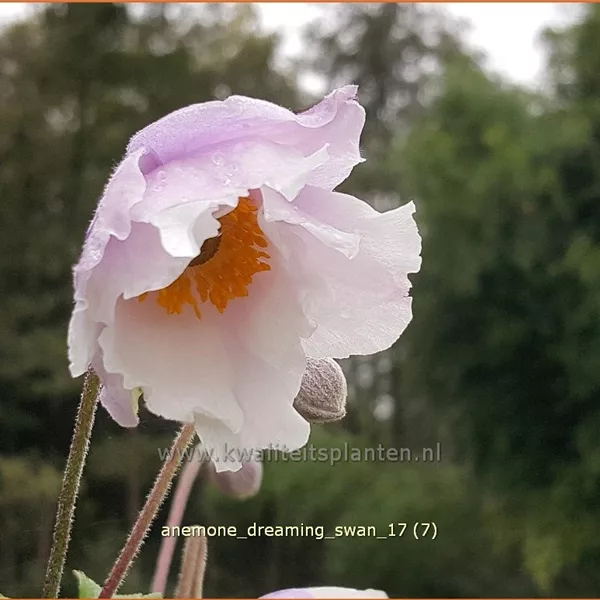 Anemone japonica 'Dreaming Swan'