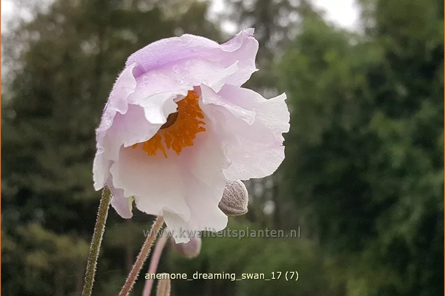 Anemone japonica 'Dreaming Swan'