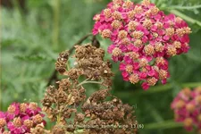 Achillea millefolium 'Summerwine'