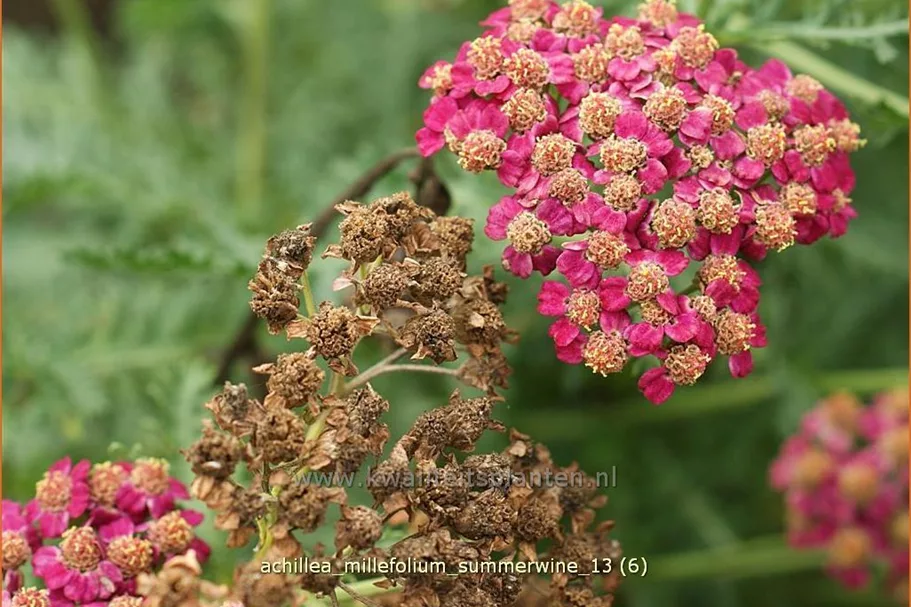 Achillea millefolium 'Summerwine'