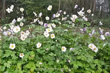 Anemone japonica 'Dreaming Swan'