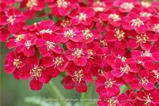 Achillea millefolium 'Summerwine'