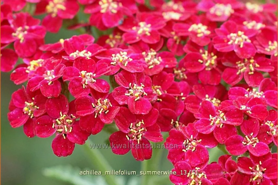 Achillea millefolium 'Summerwine'