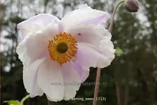Anemone japonica 'Dreaming Swan'