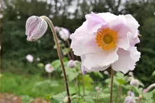 Anemone japonica 'Dreaming Swan'