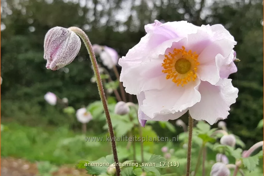 Anemone japonica 'Dreaming Swan'