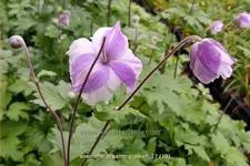 Anemone japonica 'Dreaming Swan'