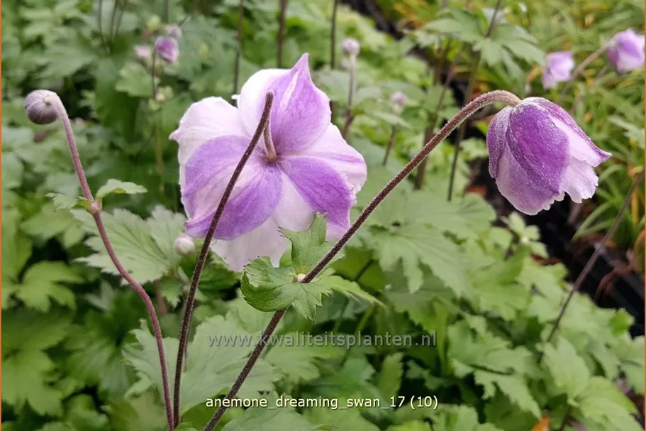 Anemone japonica 'Dreaming Swan'