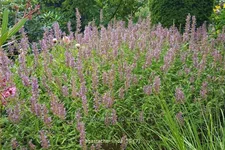 Agastache 'Linda'