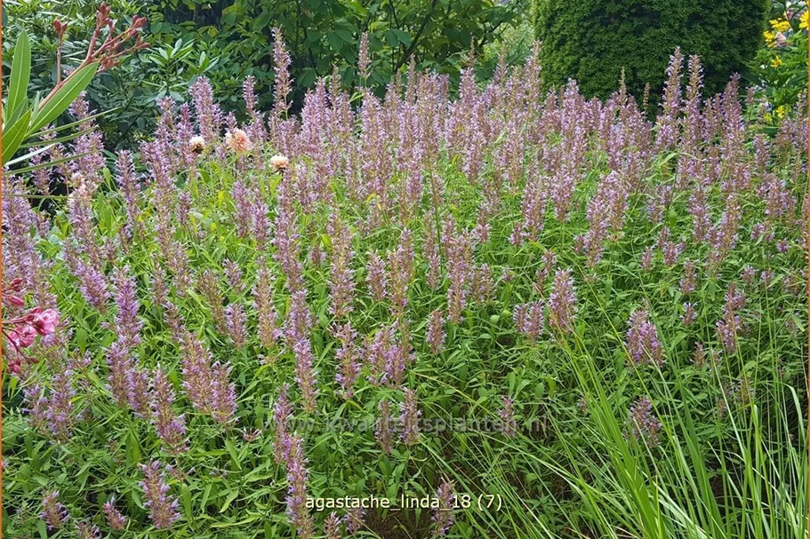 Agastache 'Linda'