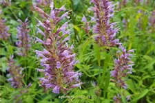 Agastache 'Linda'