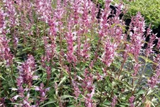 Agastache 'Linda'