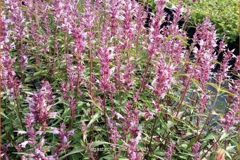Agastache 'Linda'
