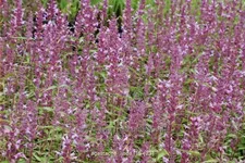 Agastache 'Linda'