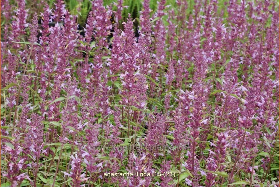 Agastache 'Linda'