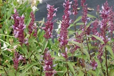 Agastache 'Linda'